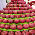 高品質の新鮮なリンゴ